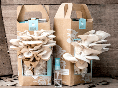 Box of oyster mushrooms that two entrepreneurs from UC Berkeley developed – the product is now in Whole Foods, Safeway, and retailers in Canada and Hong Kong. Back to the Roots is expected to have about $4.5 million in sales this year.