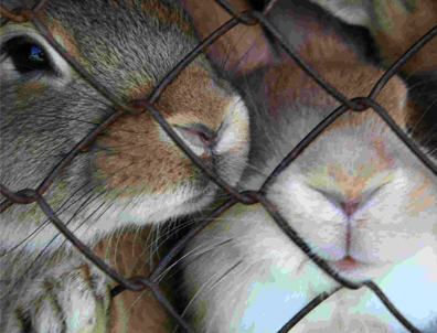 El departamento de Servicios de Animales de Oakland rescató en un hogar cerca del Lago Merritt 21 conejos.