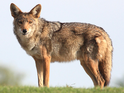 En las décadas pasadas, la población de coyotes en el área de la bahía se ha estado recuperando debido a que las regulaciones de cacería se han restringido y las actitudes del público han cambiado.