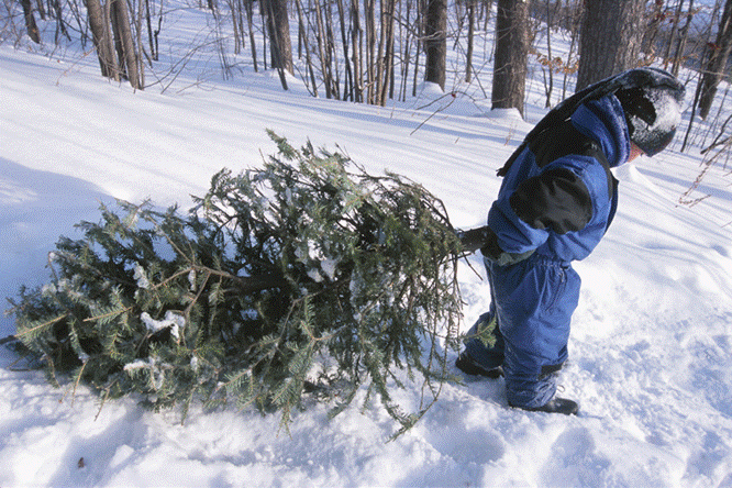 Quienes quieran celebrar esta Navidad con un árbol natural en casa deben saber, que para obtener un árbol en los Bosques Nacionales es necesario contar con un permiso de un Bosque Nacional.