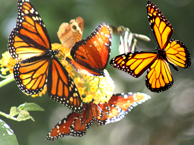 mariposas monarca parques del este de la bahia
