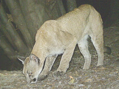 This individual female lion is seen in photos from 2012 to 2013. Although rare, multiple puma sightings may be of the same animal. Photo: Steve Bobzien