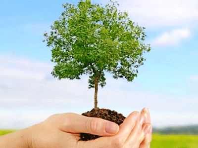árboles gratis, árboles gratis, - Vision Hispana Newspaper