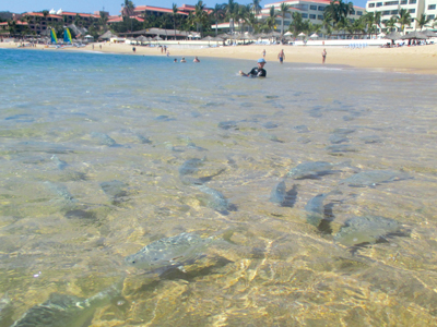 Un banco de peces nada en el agua clara de una de las bahías de Huatulco. Un lugar único de belleza natural, Huatulco es un lugar radiante y verde en la oscuridad ambiental de México.