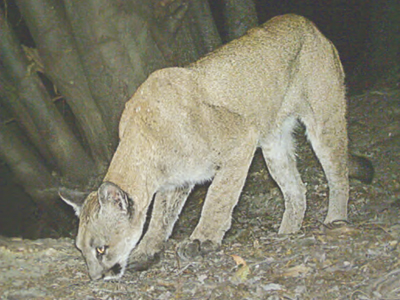 Esta leona ha sido vista en fotos del 2012 al 2013. Aunque es sumamente raro, puede que diferentes avistamientos de pumas sean del mismo animal. Foto: Steve Bobzien